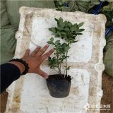 蓝莓苗多少钱一棵 蓝莓苗多少钱 万恒丰蓝莓苗基地