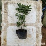 蓝莓苗种植 山东蓝莓苗价格 万恒丰蓝莓苗种植基地