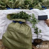 蓝莓苗种植技术 蓝莓苗批发 万恒丰蓝莓苗基地