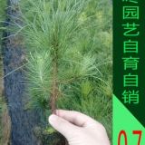 馬尾松樹苗工程苗造林綠化苗 青松樹苗防護(hù)林苗