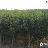 供應(yīng)地徑1-3公分桂花小苗·1米桂花小苗·1年生桂花小苗