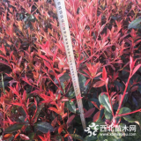 浙江金華20cm到50公分小杯苗紅葉石楠什么行情,石楠新苗價