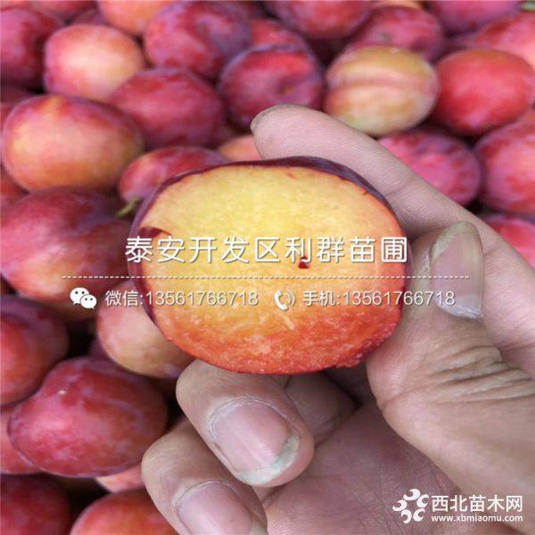 紅寶石李子樹苗