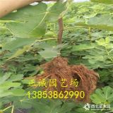 无花果苗好品种、哪个品种无花果好吃 哪里有无花果苗 苗子