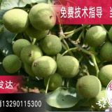 薄皮核桃苗樹(shù)苗基地在哪里？