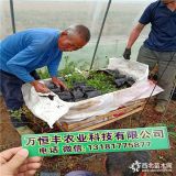 蓝莓苗哪家好 蓝莓苗哪里有卖 万恒丰供应基地 品种纯正