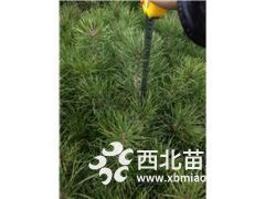 出售大量80公分精品白皮松