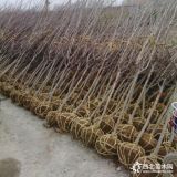 山楂苗品种有哪些山楂苗种植方法及栽培管理，山楂苗批发基地