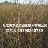 3公分楓香價(jià)格 大量批發(fā)楓香小苗