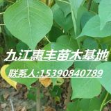 一年生烏桕小苗價(jià)格