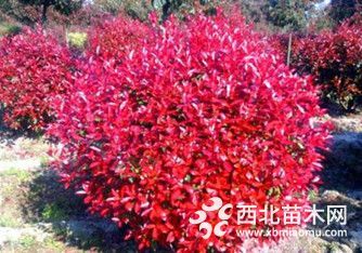 南京紅葉石楠球價(jià)格/獨(dú)桿紅葉石楠樹價(jià)格