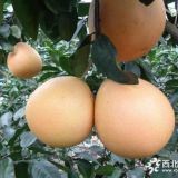 新品種三紅蜜柚苗價(jià)格 蜜柚苗新品種簡介