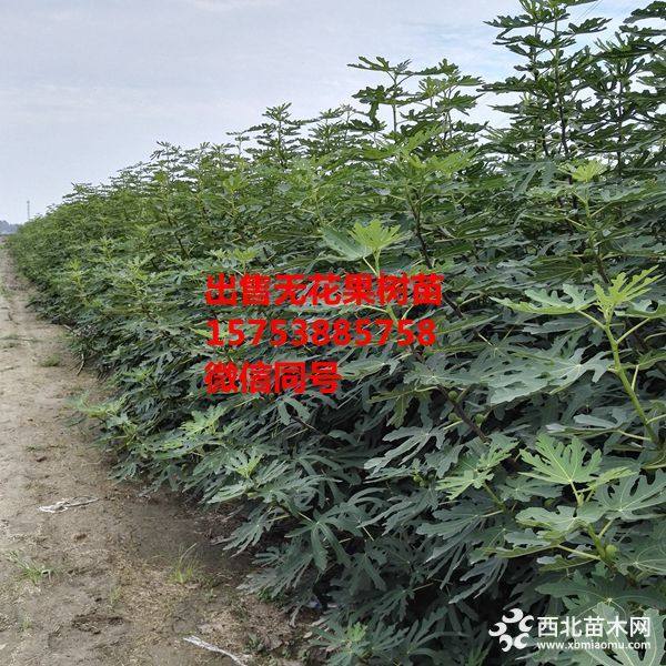 无花果苗出售