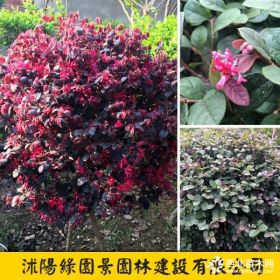 P20~100公分紅花繼木球價(jià)格  紅花繼木球報(bào)價(jià)表