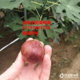 无花果苗基地、哪里有卖无花果苗的基地