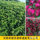 綠園景H60~150公分錦帶花價格  錦帶花批發(fā)報價表