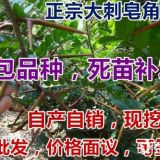 山西皂角樹苗批發(fā)皂角苗價(jià)格