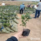 蓝莓苗几年结果 蓝莓苗多少钱 万恒丰蓝莓苗繁育基地