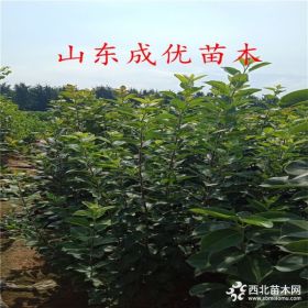 优质苹果树苗怎么卖,苹果苗新品种价格