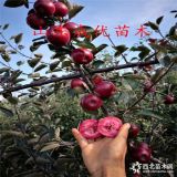 紅肉蘋果苗批發(fā)基地,哪里賣蘋果苗,蘋果樹苗多少錢