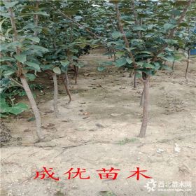 苹果苗出售基地,苹果树苗包邮多少钱