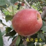 紅肉蘋(píng)果苗批發(fā)基地,蘋(píng)果苗嫁接好的多少錢(qián)