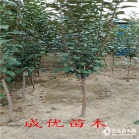 柱状苹果苗预定价格,苹果苗新品种价格