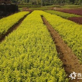 江苏沭阳县友谊花木合作供金叶女贞 红叶小波