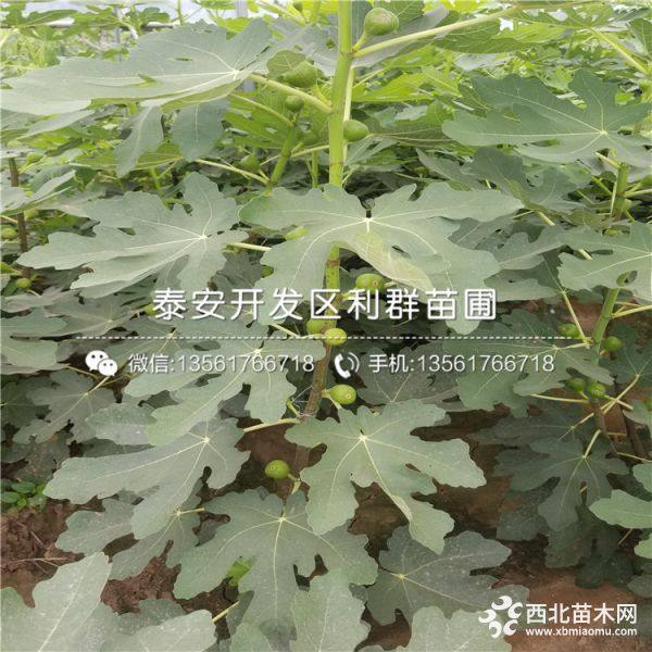 无花果树苗