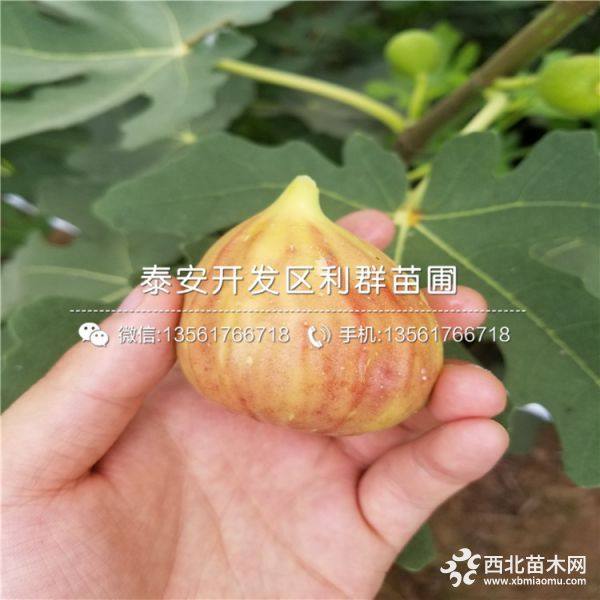 無花果樹苗