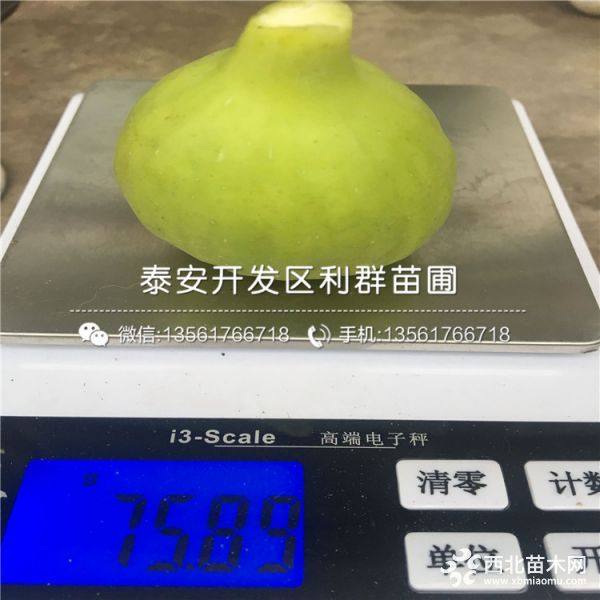 无花果苗批发