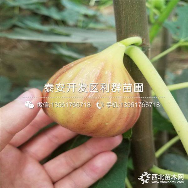 无花果苗批发