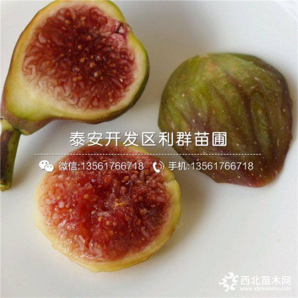 无花果苗批发