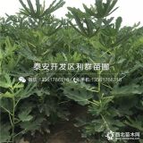 布兰瑞克无花果苗价格、布兰瑞克无花果苗多少钱一棵