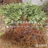 哪里有卖布兰瑞克无花果树苗的、布兰瑞克无花果树苗价格多少