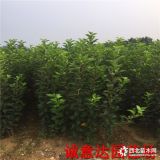 栽植技术鲁丽苹果树苗，鲁丽苹果树苗2018价格