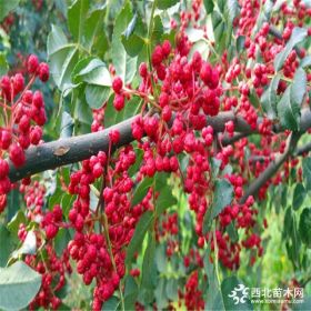 大红袍花椒苗 大红袍花椒苗基地 1年生大红袍花椒苗价格