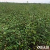 花椒树苗报价 花椒树苗基地 那里有卖花椒树苗的