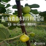 特斯拉无花果树苗我想买、特斯拉无花果树苗哪里有