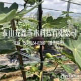 斯特拉無花果樹苗哪有。斯特拉無花果樹苗價格