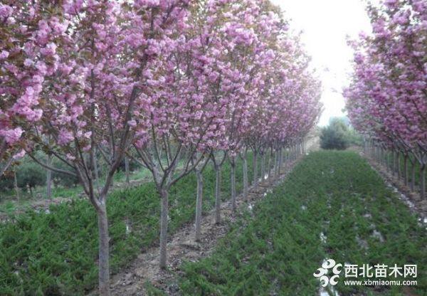 樱花树价格