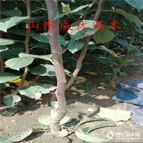 红肉苹果苗批发基地,山东苹果苗多少钱一根