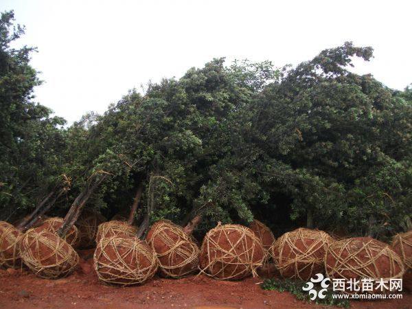 罗汉松树