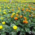 2019孔雀草價格 孔雀草草花批發(fā)基地 孔雀草成都基地