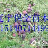 新品種遼寧國峰7號(hào)李子苗