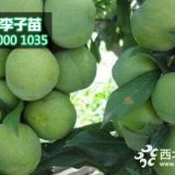 青脆李苗那里有,1-2公分青脆李苗價(jià)格