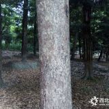 四川小葉楨楠基地在哪里 我要買小葉楨楠 小葉楨楠工程苗