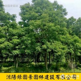 重阳木价格 沭阳绿园景重阳木苗木基地图片