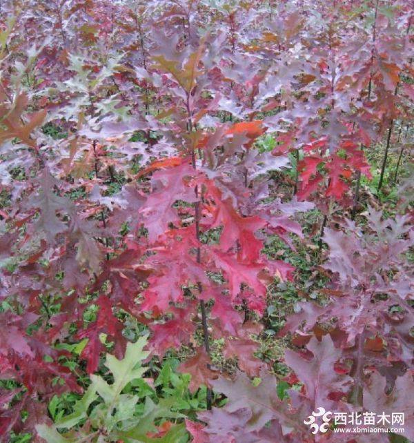 北美紅櫟價(jià)格