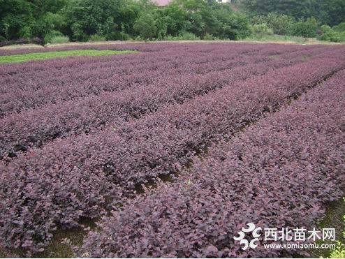 紅花繼木